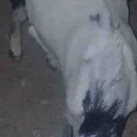 کلر نر