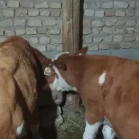 گوساله نر سمینتال