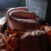 فروش کاه برنج و سبوس برنج