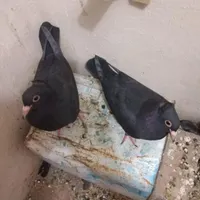 کفتر کلاغ گوهک جوجه کلاهی نر. گمشده|حیوانات|کرمان, |دیوار