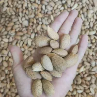 سماق و بادام سنگی تناژ موجود باقیمت مناسب