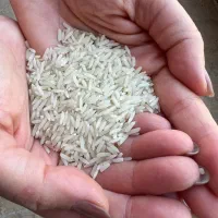 برنج هاشمی علت فروش مهاجرت