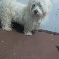 سگ شیتزو پاپی