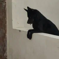 ژرمن بلک نر شولاین