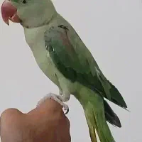 شاه طوطی جوجه جوانه نر صد درصد