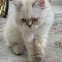 فروش گربه پرشین