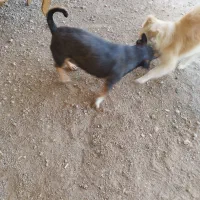 دوتا خوشکل خانم