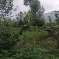 1620متر-کاربری-باغی-جوکندان-املاک-پورسیدیان