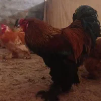 مرغ و خروس مولد نژاد برهما