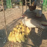 جوجه اردک  اسرائیلی