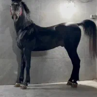 نریون ۴ سال . .شجره قوی  .۶ دانگ