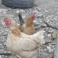 بنام خدا