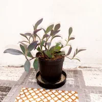 11عدد گل|گل و گیاه طبیعی|فارسان, |دیوار