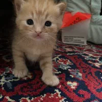 واگذاری رایگان بچه گربه