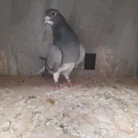 خرقه روس