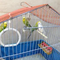 4عدد مرغ عشق 3سبز و یک سفید