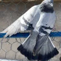 خرید