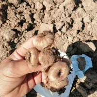 پیاز زعفران