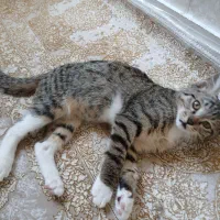 واگذاری طوله میکس گربه Scottish.DSH