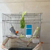 عروس هلندی معاوضه با قناری
