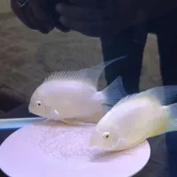ماهی سورم جفت
