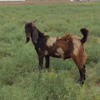یک نر بزغاله پلنگی + مآده پاکستانی سفید