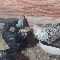 تعدادی مرغ وخروس وجوجه گلین