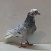 کفتر بوم هوایی  جوجه و بزرگه