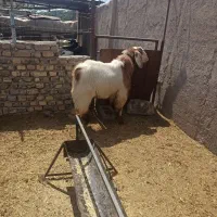 نربز|حیوانات مزرعه|پیشوا, |دیوار