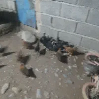 جوجه محلی