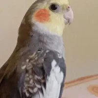 عروس‌هلندی‌گمشده