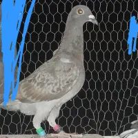 قفس .کبوتر مناسب