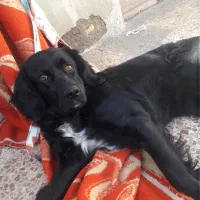 سگ گمشده|حیوانات|شاهرود, |دیوار