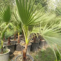 تنکابن نعمت اباد