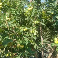 باغچه کاسبی.کردان.تهراندشت/سرخاب