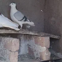 کبوتر|پرنده|قهستان, |دیوار