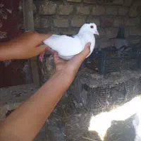 کبوتر کفتر