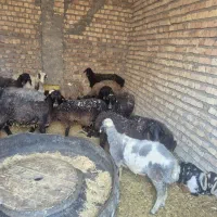بره ماده نر