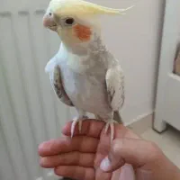 عروس هلندی میخرم