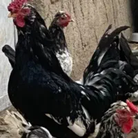 معاوضه خروس اصیل بدون پر خرابی