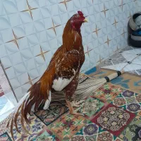 فروشی تعدادی مرغ
