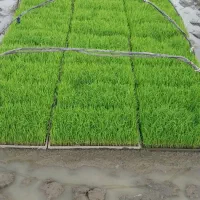 بانک نشا|خدمات باغبانی و درختکاری|فومن, |دیوار