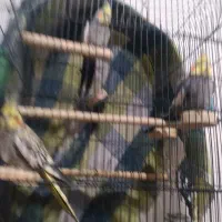 عروس هلندی