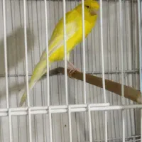 قناری رسمی بلند، رسمی و سوپر