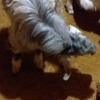 بز نر|حیوانات مزرعه|بروجرد, |دیوار