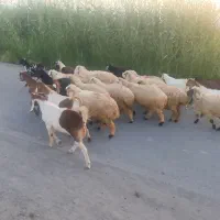 کهره وبره داشتی