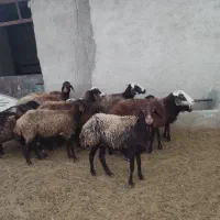 ۷راس میش ۵راس بره