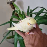 عروس هلندی
