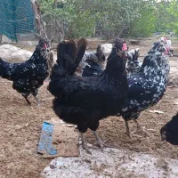 تخم مرغ و جوجه گلین