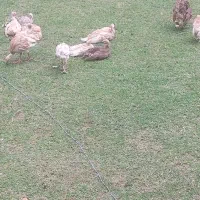 بوقلمون